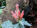 Blätter wie bei Aphelandra runcinata und Aphelandra acanthus