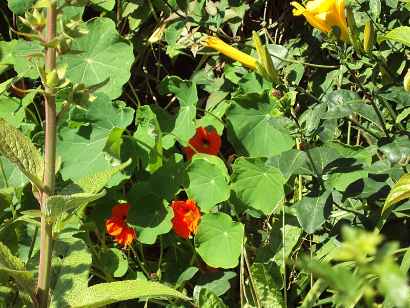 File:Plants, Birkenhead - DSC00057.JPG