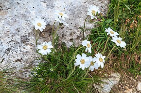 Descrição da imagem Plants from Vallon peaks Sella 18.jpg.