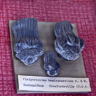 Platycrinitidae Extinct family of crinoids