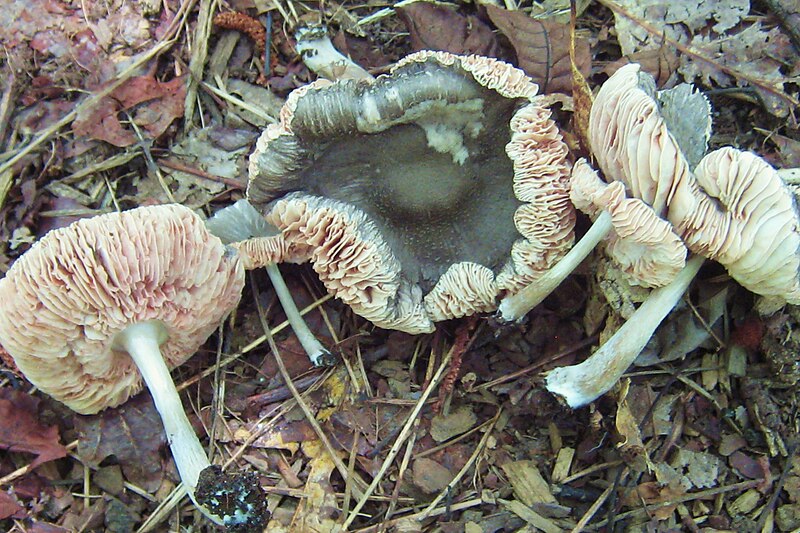 File:Pluteus.americanus.jpg