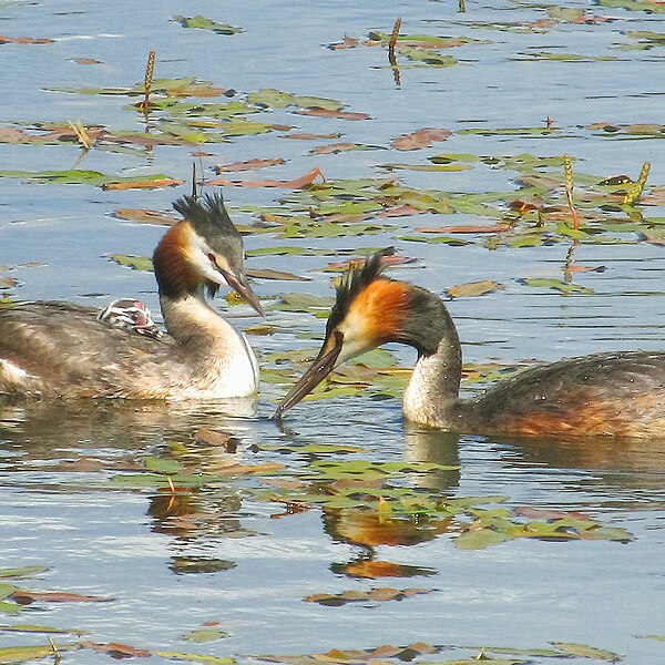 File:Podiceps cristatus Чомга Семья.jpg