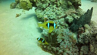 Ծաղրածու ձկների (clownfish) զույգ Shaab Paradise խորասուզման (դայվինգի) կենտրոնում