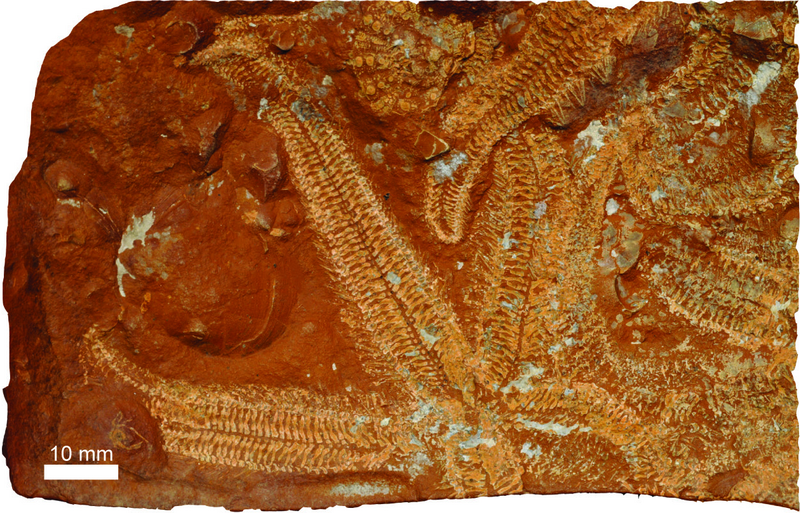 Fichier:Polarasterias janusensis (10.5852-ejt.2018.411) Figure 2 (cropped).png