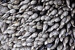 Thumbnail for File:Pollicipes polymerus (gooseneck barnacles) (Yaquina Head, Oregon, USA) 9.jpg