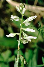 Polygala vulgaris ssp. oxyptera