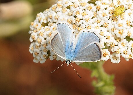 Polyommatus daphnis