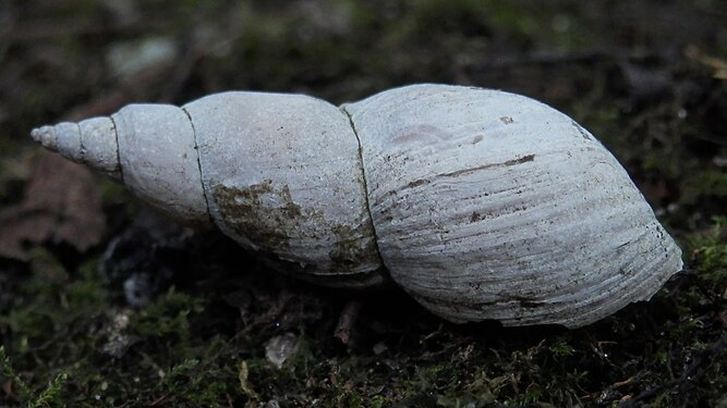 Pond Snail (Lymnaeidae)