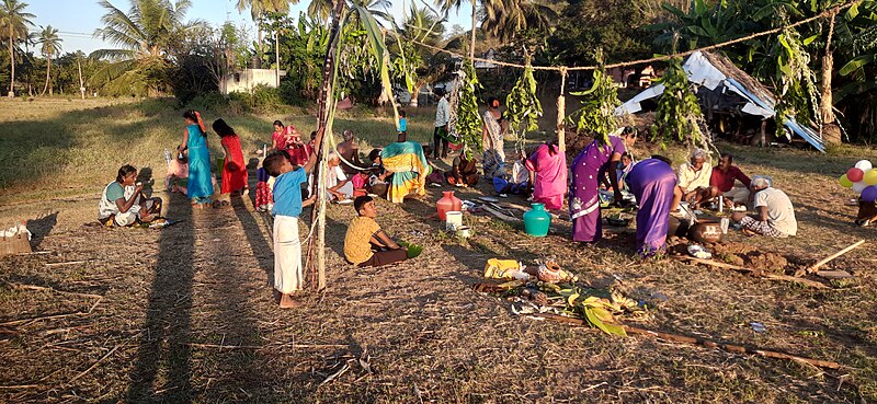 File:Pongal celebration-2.jpg