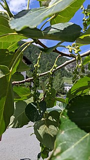 <i>Populus <span style="font-style:normal;">×</span> jackii</i> Hybrid species of tree