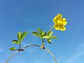 Stipe with leaves and flower