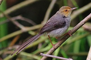 São Tomé prinia Species of bird