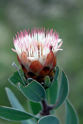<i>Protea subvestita</i> Species of flowering plant
