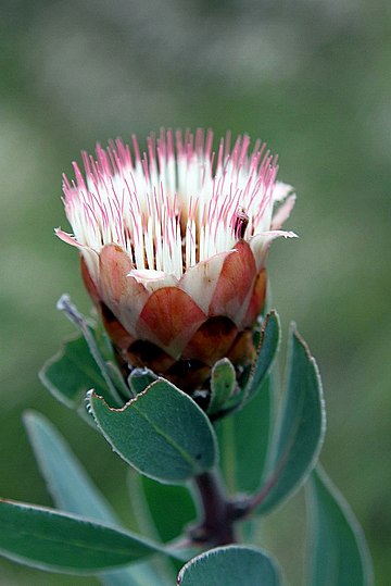 Protea subvestita