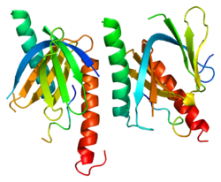 Ақуыз APBA1 PDB 1aqc.png