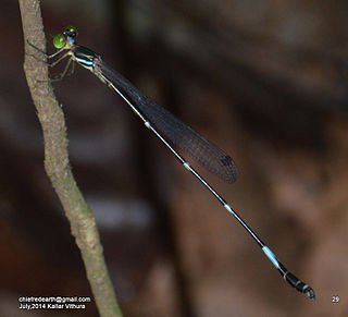 <i>Protosticta ponmudiensis</i> Species of damselfly