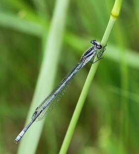 Pseudagrion kersteni.jpg