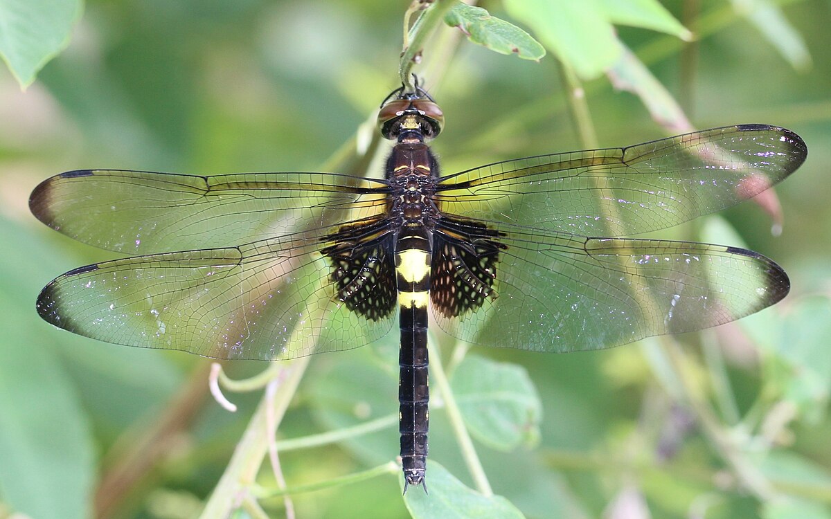 Category Pseudothemis Zonata Wikimedia Commons