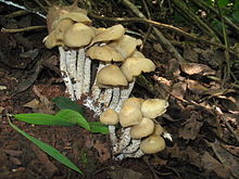 Psilocybe zapotecorum, one of many species of psilocybin mushrooms Psilocybe.zapotecorum.1.jpg