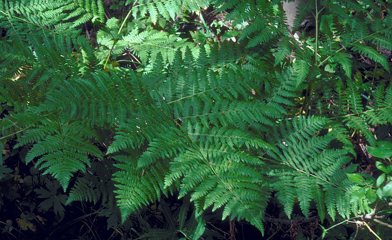 File:Pteridium aquilinum subsp pubescens 0807085.jpg