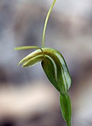 Pterostylis karri