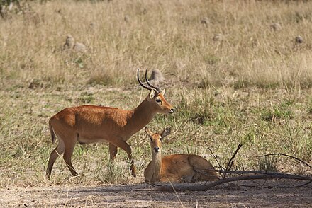 Male and female puku in the park