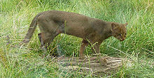 Jaguarondi (Puma yaguaroundi)