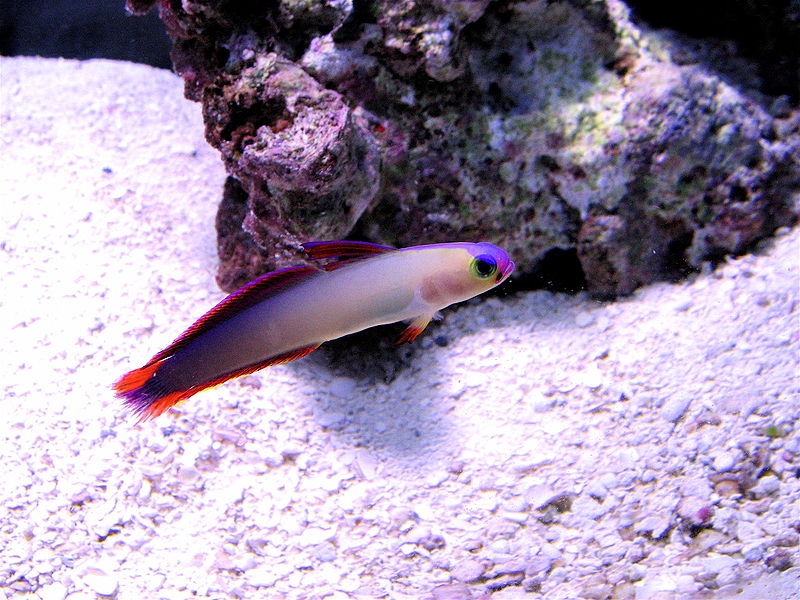 File:Purple Firefish.jpg