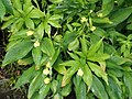 Pyrgophyllum yunnanense - Flickr - peganum (1).jpg