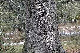Casca de aciñeira (Quercus ilex)