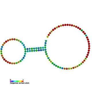 Alpha operon ribosome binding site