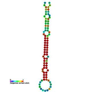 mir-194 microRNA precursor family