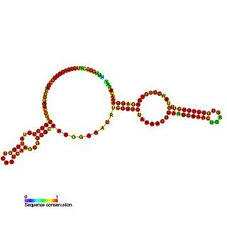 <span class="mw-page-title-main">Small nucleolar RNA SNORA27</span>