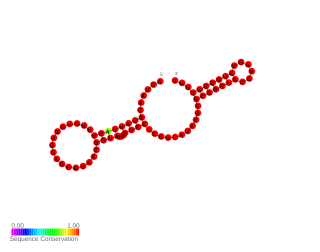 <span class="mw-page-title-main">PinT small RNA</span>