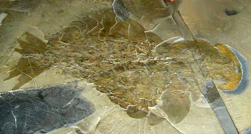 File:ROM-BurgessShale-CompleteAnomalocarisFossil.png