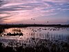 A winter's evening scene at Strumpshaw Fen RSPB