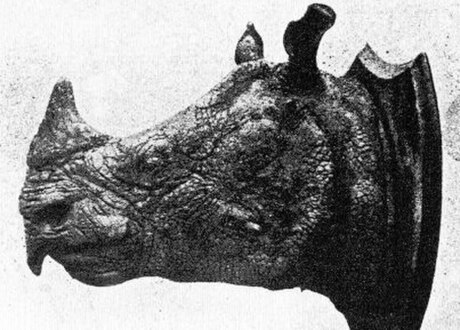 Rhinoceros sondaicus annamiticus