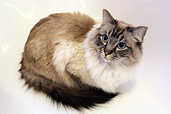 Ragdoll Kater, drei Jahre alt, RAG n 21 seal-tabby-colourpoint, Januar 2015.JPG