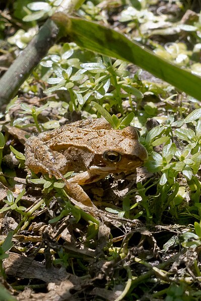 File:Rana temporaria in the Aamsveen, The Netherlands.jpg