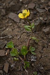 Ranunculus nivalis