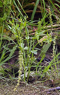 <i>Ranunculus sceleratus</i> Species of buttercup