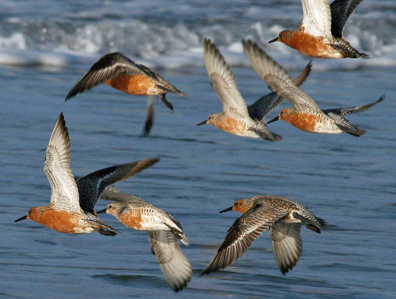 File:Red-Knot (Calidris canutus) RWD4.jpg