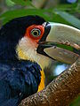 Red-breasted toucan3.jpg