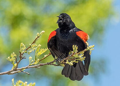 Red-winged blackbird singing (94019)