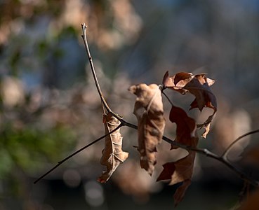 Red Oak buds NBG