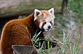 Red Panda (16659758616).jpg