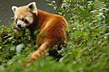 Red panda sikkim.jpg