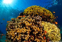 Red sea coral reef.jpg