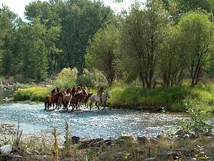 Reconstitution sur le sentier historique national de la rivière Lemhi Nez Percé (23723417842) .jpg