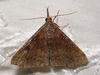 <i>Renia discoloralis</i> Species of moth